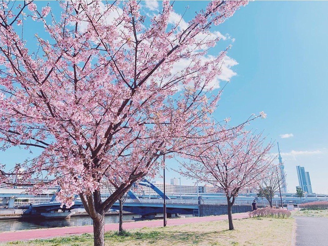 🌳 시오이리 공원 이미지 3